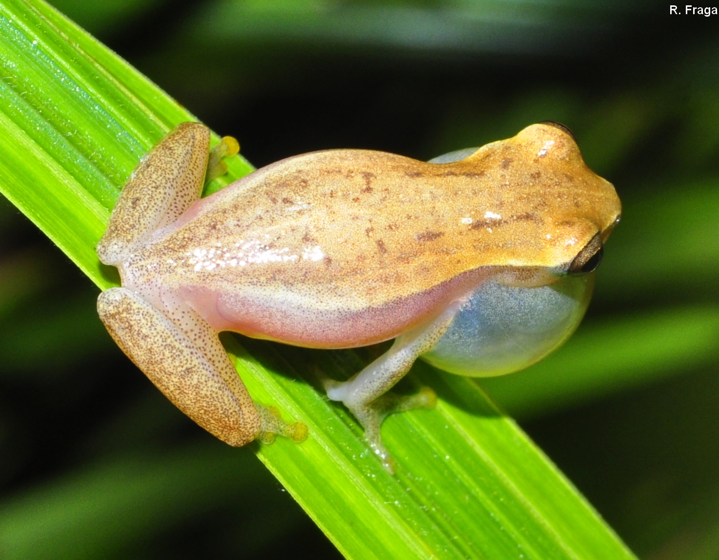 Dendropsophus nanus ppbio.inpa.gov.br/inicio